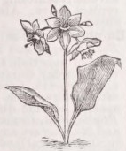 Eucharis