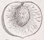 Exocarp