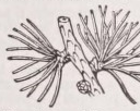 Fascicle
