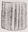 Favosites