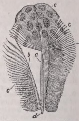 Feather