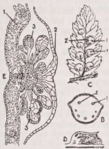 Fern