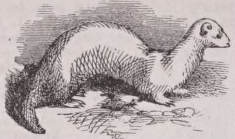 Ferret