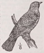 Fieldfare