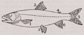 Fin