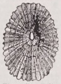 Fissurella