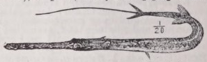 Fistularia