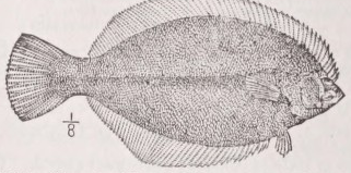 Flounder