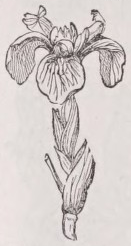 Flower-de-luce