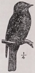 Flycatcher