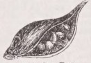 Follicle