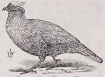 Francolin