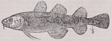 Frostfish