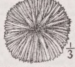 Fungia