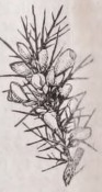 Furze