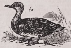 Gadwall