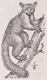 Galago