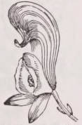 Galeated