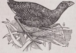 Gallinule