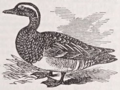 Garganey