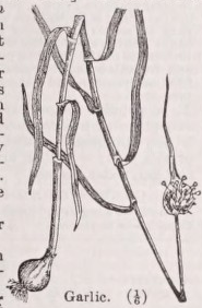 Garlic