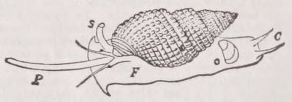 Gastropoda
