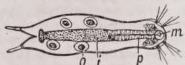 Gastrotricha