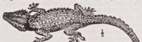 Gecko