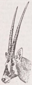 Gemsbok