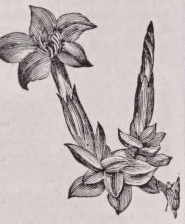 Gentian