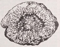 Geode