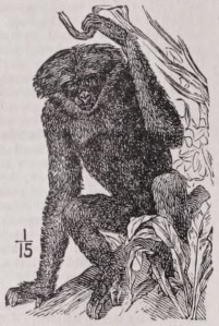 Gibbon