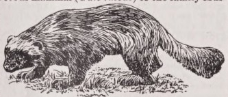 Glutton