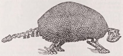Glyptodon