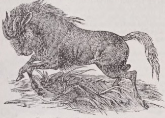 Gnu