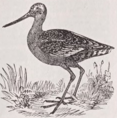 Godwit
