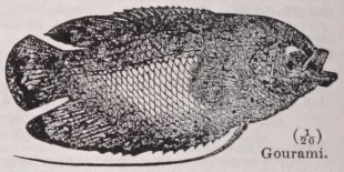 Gourami