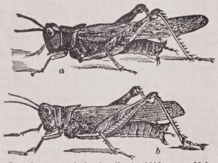 Grasshopper