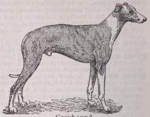 Greyhound