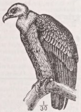 Griffon