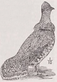 Grouse
