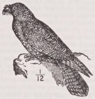 Guacharo