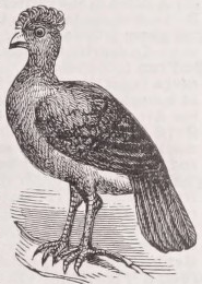 Guan
