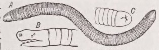 Gymnophiona