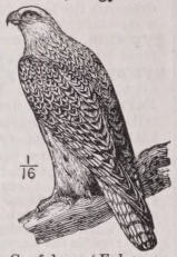 Gyrfalcon