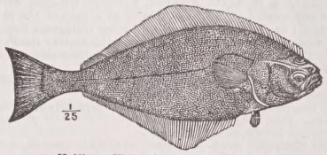 Halibut