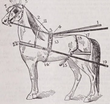 Harness