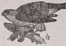 Hawk