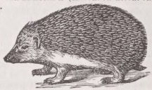 Hedgehog
