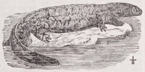 Hellbender